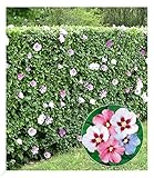 BALDUR Garten Hibiskus-Hecke, 5 Pflanzen, Hibiscus Syriacus Heckenpflanzen blühend, bienenfreundlich, Blüten essbar, winterhart, blühende und blickdichte Hecke