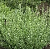Immergrüner Gamander - Teucrium lucidrys - Gartenpflanze