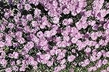 Dianthus 'Pink Jewel' - Pflegeleichte Garten-Nelke, Blütenrosa, Winterhart, Mehrjährig, P 0,5 Topf