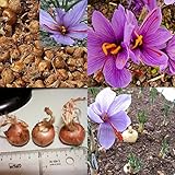 8 Stück Safran Zwiebeln Crocus Sativus Blumensamen Einfach Zu Züchten Hausgarten Pflanze Pflanze Samen
