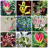 4 mehrjährige Flammenlilien-Zwiebeln, Gloriosa Superba, Flammenlilien-Zwiebeln – wachsen Sie überall Gloriosa Superba-Staudenpflanzen