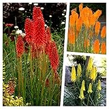 3 x Kniphofia Kollektion - Fackellilie/Tritome (Winterhart/Staude/Dauerblüher/Bienenferundlich) - Echter Hingucker der den ganzen Sommer bis tief in den Herbst hin ein blüht