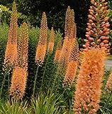 Portal Cool Eremurus X isabel 'Cleopatra' - Orange Lily