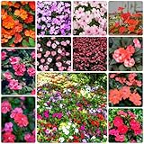 Generic 150 pcs fleißiges lieschen samen, wildflower, pflanzen samen indoor (Impatiens balsamina) blumen balkon, exotische pflanzen samen pflanzen, samen balkon blumen für balkon, geschenk garten