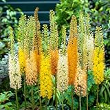 Winterharte Eremurus Steppenkerze Stauden Kollektion (3 Pflanzen), Mix von 3 Sorten für Garten, 1 von jeder Farbe, große mehrjährige Pflanzen aus Holland (kein Samen), Weiß-Rot-Rosa Hybriden