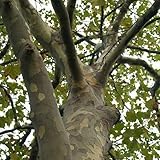 50 Samen - London Platane Seeds (Platanus acerifolia)