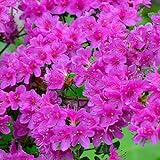 Gardeners Dream Purple Azalee (1 Stk.) - Japanische Rhododendron Pflanze - Immergrüne Azalee Winterhart - Mehrjährig Blühende Winterharte Pflanzen für Garten im Topf - Winterharte Kübelpflanzen