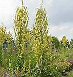Seidenhaar Königskerze - Verbascum bombyciferum - Gartenpflanze