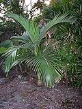 Archontophoenix alexandrae - King Palm - 10 frische Samen