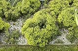 Euphorbia cyparissias 'Fens Ruby' P 0,5 Garten-Zypressen-Wolfsmilch 'Fens Ruby',winterhart, deutsche Baumschulqualität, im Topf für optimales anwachsen