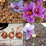 8 Stück Safran-Zwiebeln, Crocus Sativus Blumensamen, einfach zu züchten, für Damen, Herren, Kinder, Anfänger, Gärtner