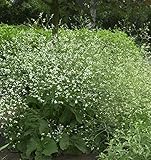 Großer Meerkohl - Crambe cordifolia - Gartenpflanze