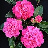 1 X CAMELLIA WILLIAMSII 'DEBBIE' BUSCHIGER IMMERGRÜNER STRAUCH ROBUSTE PFLANZE IM TOPF