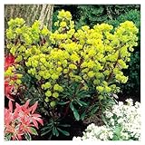 3 x Euphorbia amygdaloides 'Purpurea' (Stauden/Staude/Mehrjährig/Winterhart) Rotblättrige Wolfsmilch - Bringt tollen Farbkontrast in ihren Garten - von Stauden Gänge