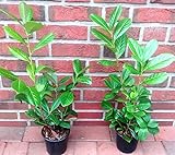 20 Kirschlorbeer Pflanzen (Höhe: 40-50 cm ab Topf/Topfvolumen: 1,3 Liter), Prunus laurocerasus Rotundifolia, Kirschlorbeer