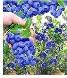 BALDUR Garten Trauben Heidelbeere 'Reka® Blue', 1 Pflanze, Blaubeeren Heidelbeeren Pflanze, Vaccinium corymbosum, reichtragend, wächst auf allen Gartenböden, winterhart