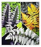 BALDUR Garten Winterharte Japanische Schmuck-Farn-Kollektion, 3 Pflanzen Dryopteris, Athyrium Gartenfarn, winterharte Staude, mehrjährig, pflegeleicht