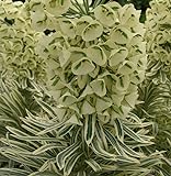 Palisaden Wolfsmilch Tasmanian Tiger - Euphorbia characias - Gartenpflanze