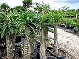 Portal Cool 10 Palm del Madagaskar - Semi Pachypodium Lamerei - Fantastic Palma