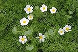 WASSERPFLANZEN WOLFF - 4er-Set im Gratis-Pflanzkorb - Klärpflanze! - Ranunculus aquatilis - Wasserhahnenfuß, weiß - heimisch - winterhart