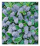 BALDUR Garten immergrüne Säckelblume Blauer Ceanothus 'Blue Mound', 1 Pflanze, Kalifornischer Flieder winterhart, trockenresistent, pflegeleicht, Wasserbedarf gering, blühend