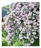 BALDUR Garten Rosa Perlmuttstrauch, 1 Pflanze, bienenfreundlich, winterhart, pflegeleicht, Wasserbedarf gering, für Standort im Schatten geeignet, blühend, Kolkwitzia amabilis Rosea
