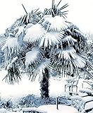 Frostharte Pflanzenrarität Trachycarpus latisectus Windamerpalme bis 100cm, Grün