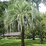 PINDO PALM, Butia capitata, Gelee-Palme essbare Früchte 10-100 - 500 Samen