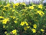 Blumensamen Gelb Tormentil (Potentilla erecta) Organisch gewachsen Staude