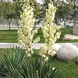 30 pcs yucca palmlilie winterhart samen - seeds, gartenpflanzen (Yucca filamentosa) alte sorten, extrem winterharte kübelpflanzen samen zimmerpflanzen, balkon pflanze geschenk garten,