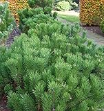 Zwerg Bergkiefer 20-25cm - Pinus mugo - Gartenpflanze