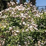 Ramblerrose 'The Albrighton Rambler' von David Austin, ausgezeichnete englische Markenrose, lange Blüte, pflegeleicht, robust und winterhart, Blütezeit Juni bis Oktober, 5 Liter Topf