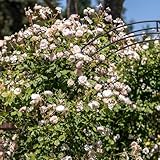 Ramblerrose 'The Albrighton Rambler' von David Austin, ausgezeichnete englische Markenrose, lange Blüte, pflegeleicht, robust und winterhart, Blütezeit Juni bis Oktober, 5 Liter Topf