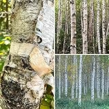 300 Samen Set Verschiedene Birken Samen Mix Wald Baum