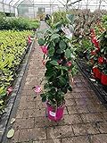 Mandevilla rosa 30-40 cm - Dipladenia - Exotische Kletter-Schönheit für Balkon oder Terrasse