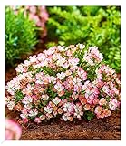 BALDUR Garten Alpin-Rose 'Cutie Pie®', 1 Pflanze, winterhart, wintergrün, kleine, stark duftende Rose, niedrig und kompakt, blühend, bienenfreundlich, Rosa