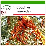 SAFLAX - Heilpflanzen - Sanddorn - 40 Samen - Mit keimfreiem Anzuchtsubstrat - Hippophae rhamnoides