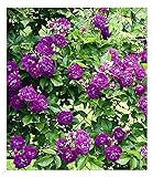 BALDUR Garten Rambler-Rosen 'Bleu Magenta', 1 Pflanze, Kletterrose winterhart mehrjährige Kletterpflanze, blühend, Rose 'Bleu Magenta', robuste und duftende Kletterrose