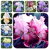8 Pcs schwertlilien zwiebeln - iris pflanzen - gartenblumen, winterfeste pflanzen für balkon (Iris tectorum) herbstpflanzen winterhart, gärtner geschenke seltene pflanzen, garten geschenk