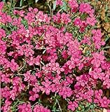 Dianthus deltoides 'Leuchtfunk' - Heidenelke, Winterhart, Blühende Bodendecker Staude, P0,5, Rot Blüten