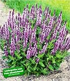 BALDUR Garten Salvia Pink Profusion, 2 Pflanzen Salbei winterhart und duftend