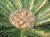 Cycas Revoluta - Sagopalme - 10 Semi Grandi e Pesanti