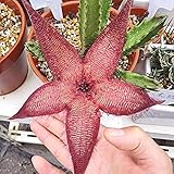 Rotyroya 50 Stück/Beutel Stapelia Hirsuta Samen, einfaches Pflanzen blühender Pflanzen Dekorative produktive Stapelia Hirsuta Sämlinge für den Garten Stapelia grandiflora Masson-Samen