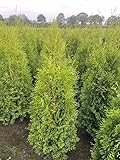 5 Thuja Brabant 120-150cm XXl ohne Topf gemessen frisch vom Feld Gartenhecke Heckenpflanzen Immergrüner Lebensbaum