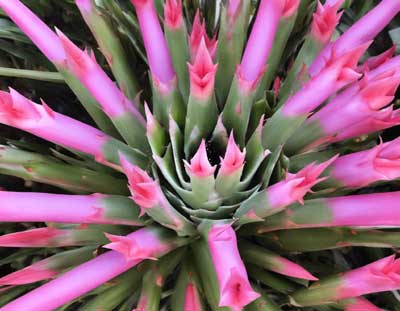 Aechmea fasciata