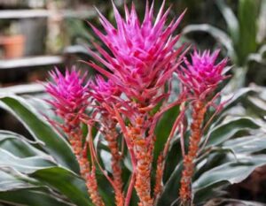 Aechmea fasciata