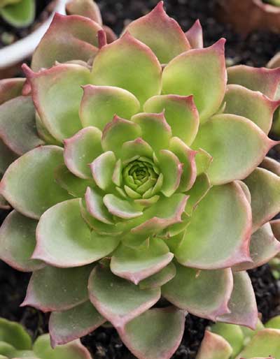 Aeonium arboreum