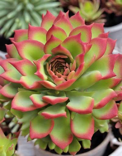 Aeonium holochrysum