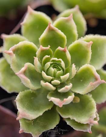 Aeonium tabuliforme