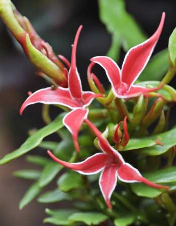 Aeschynanthus hildebrandii